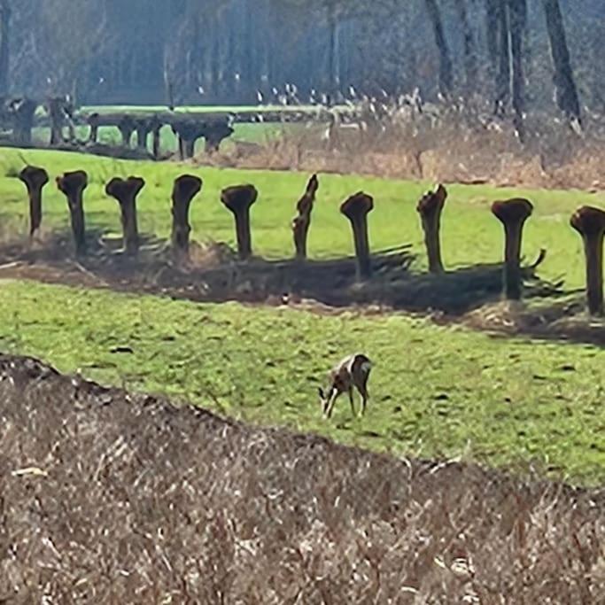 Holiday Home Countryside, Langbroek / Doorn Buitenkant foto